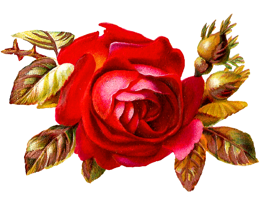 Afbeeldingsresultaat Voor Vintage Flower Png - Clip Art (1008x702), Png Download