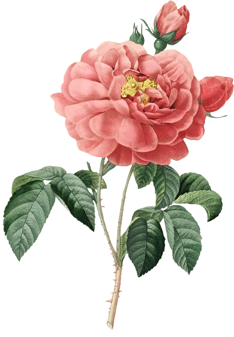 Download At - Zazzle.com Vintage Blooming Rose 90th Birthday Custom (1200x1200), Png Download