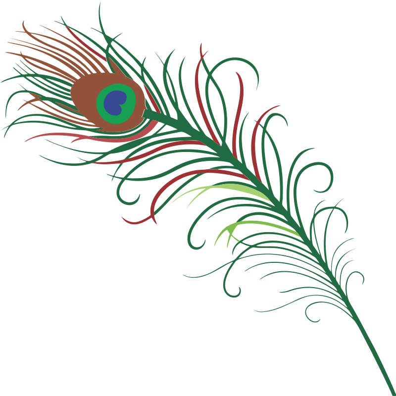 Peacock Feather Clipart At Getdrawings - Peacock Feather Images Hd (800x800), Png Download