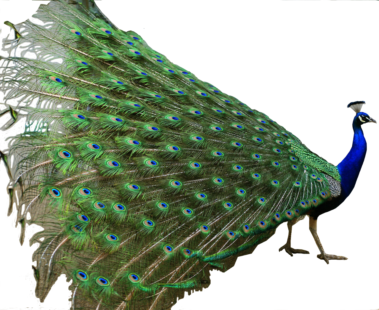 Peacock Feather Png For Kids - National Bird Of India (1280x1047), Png Download