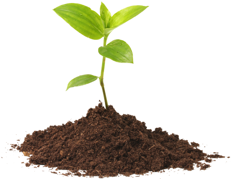 Seedling Fivera 2016 08 14t19 - Plant And Soil Png (466x360), Png Download