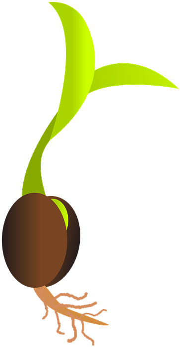 Image Royalty Free Library Seed Library Services Grimsby - Seedling Clip Art (438x720), Png Download