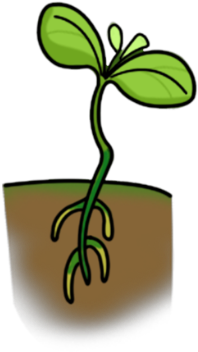 Seedling - Cartoon Lima Bean Plant (420x420), Png Download
