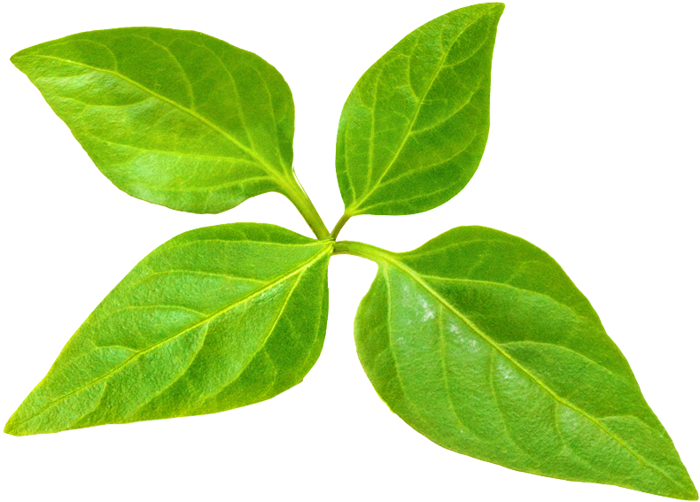 One Large Tree Provides A Day's Supply Of Oxygen For - Master Gardener Program (798x573), Png Download