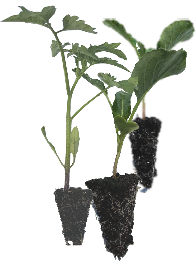 Vegetable Seedlings - - Top Crop Nursery (629x845), Png Download