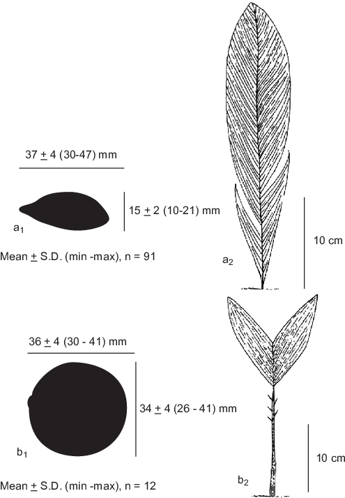 Dimensions Of A) Attalea Maripa And B) Astrocaryum - Astrocaryum Aculeatum (542x726), Png Download