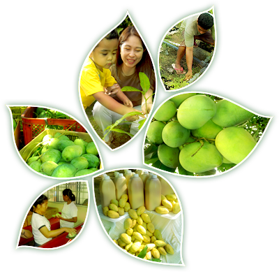 Philippine Mango Seedling Farm Corp (400x395), Png Download