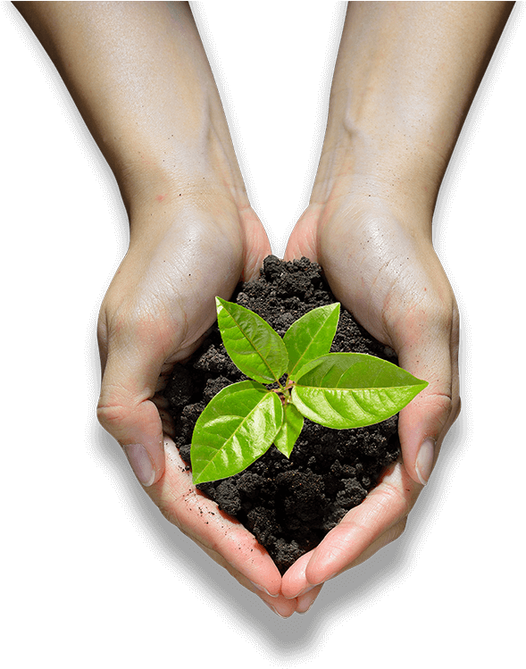 Hands Holding A Seedling - Hand (600x751), Png Download
