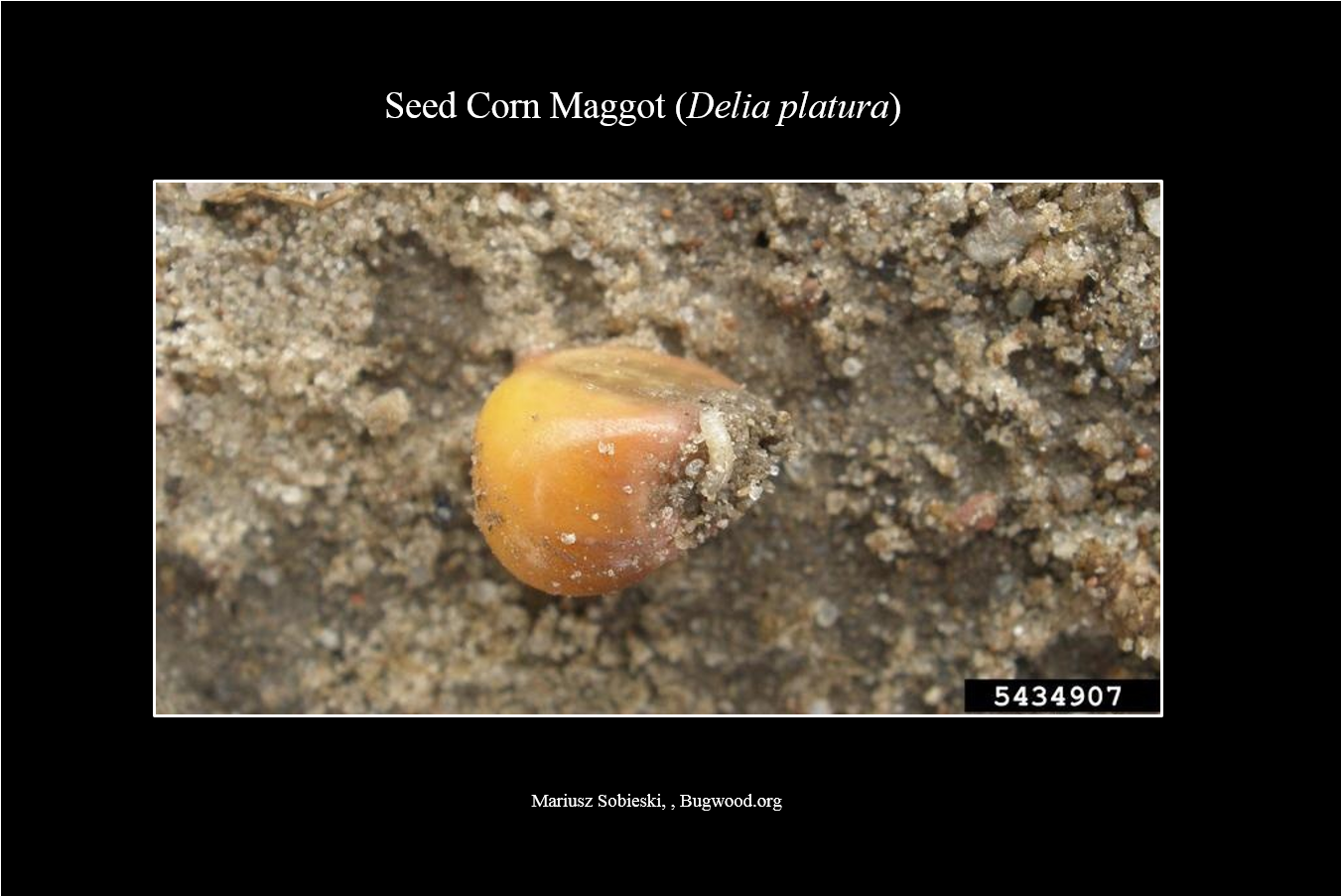 Seedcornmaggot Larva - Delia Platura (1500x1125), Png Download