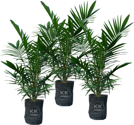 Oil Palm Seedlings From Reputable Sources - Palm Trees (608x582), Png Download