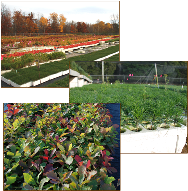 Hardwood And Evergreen Tree Seedlings - Minnesota (400x400), Png Download