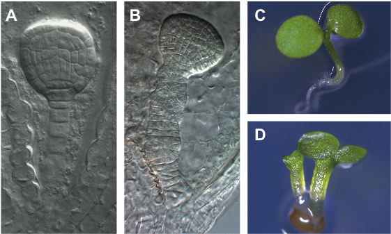 Fig2new - Twin Seedlings (568x342), Png Download