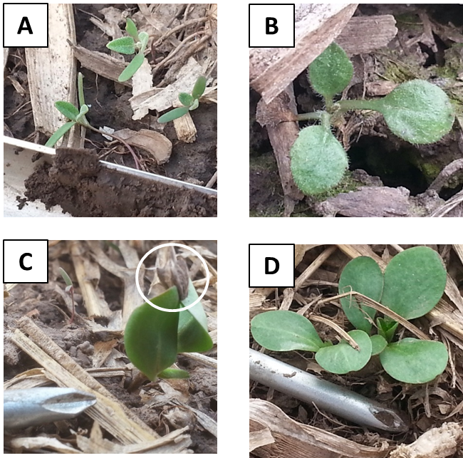 Scout Your Fields For Weed Seedlings This Spring - Giant Ragweed (650x643), Png Download