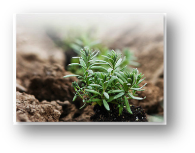 Seedling - Essential Oil (409x325), Png Download