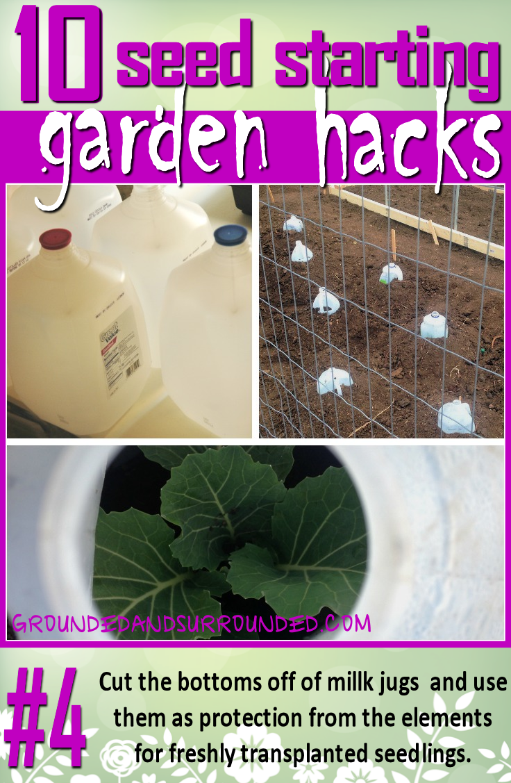 There Are So Many Uses For Milk Jugs In The Garden - Name The Seeds You Planted In The Eggshell (736x1127), Png Download