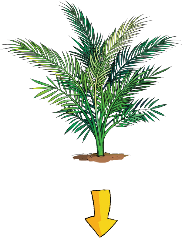 2b - Houseplant (693x797), Png Download