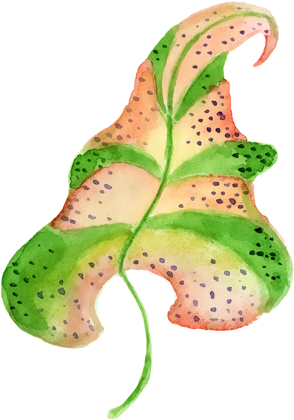 Hand Painted A Vivid Leaf Png Transparent - Portable Network Graphics (1024x1475), Png Download