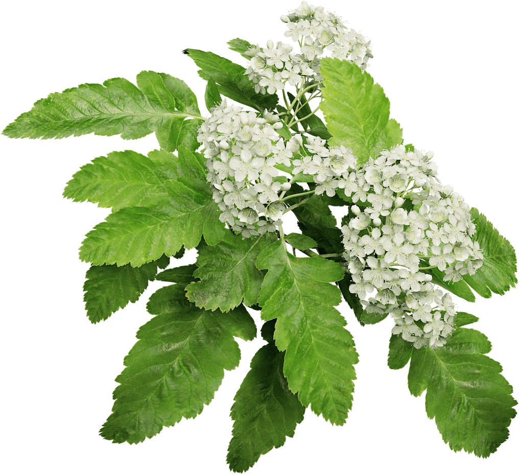 Oak Leaf Mountain Ash - Mountain Ash (1024x1024), Png Download