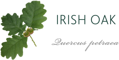 Irish Oak Tree Meaning - Irish Oak Tree Leaf (480x264), Png Download