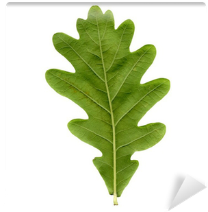 Oak Tree Leaf (400x400), Png Download