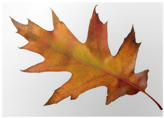 Maple Leaf (400x400), Png Download