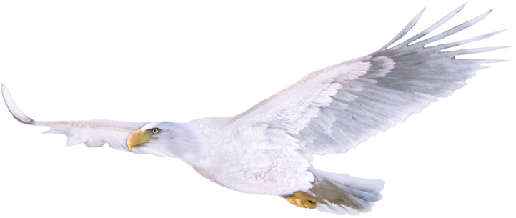 Never Miss A Moment - White Eagle (759x456), Png Download