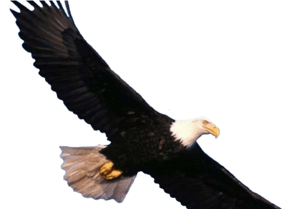 Eagle No Background - Eagle Png (750x420), Png Download