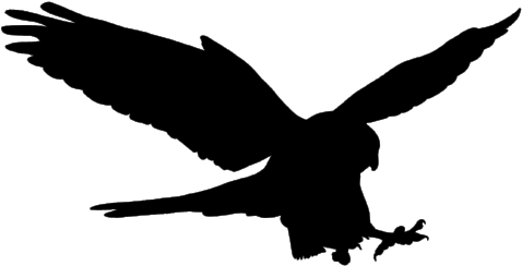 Falcon Only - Portable Network Graphics (500x250), Png Download