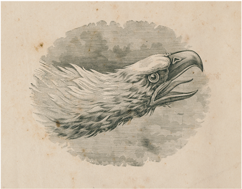 Eagle Portrait - Hornbill (500x500), Png Download
