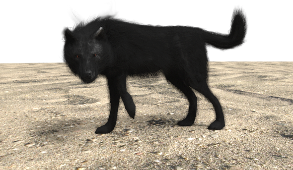 Tumblr Mcyg5etcnb1rwc3p9o1 500 Wolf - Schipperke (590x343), Png Download