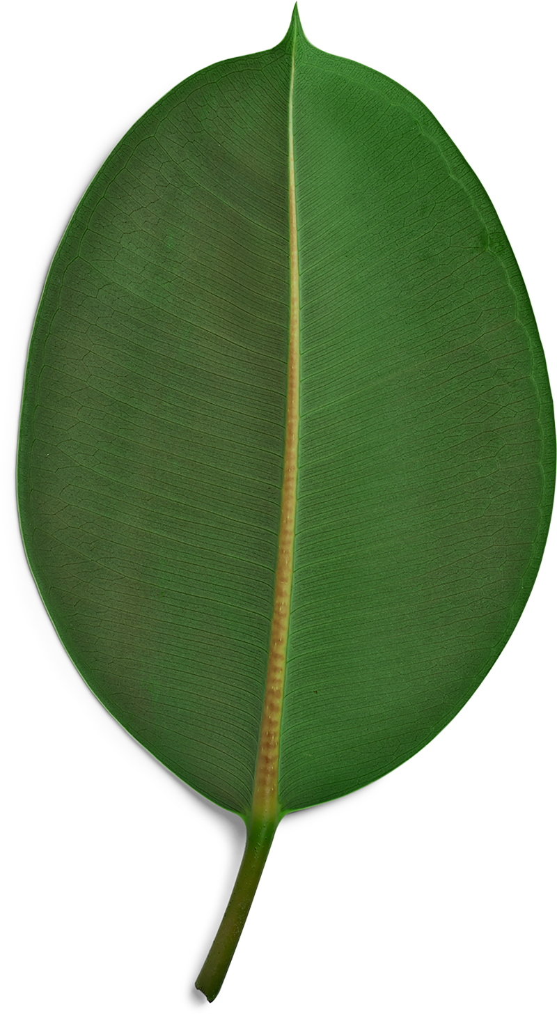 Sustainability 2015 Was Our First Sustainable Development - Sustainability (800x1456), Png Download