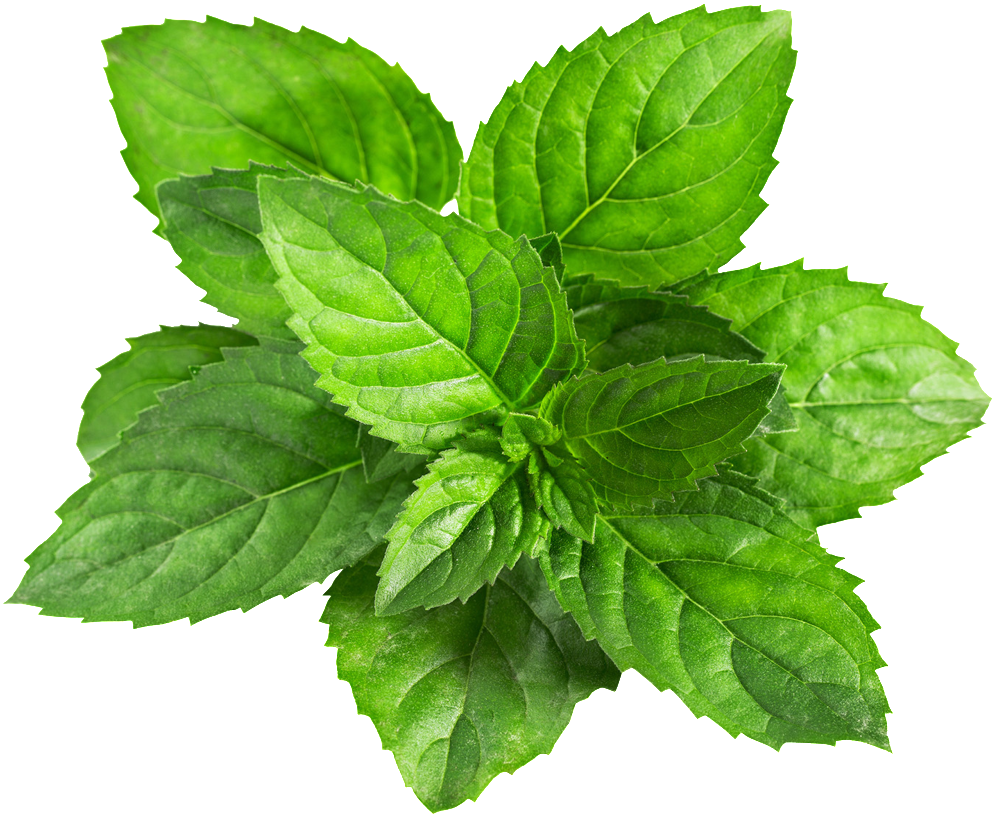 A Mint Leaf Transparent Plant Vector - Mint Png Transparent (1024x1024), Png Download