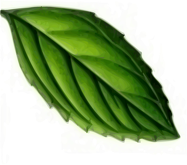 Leaf Mint Plant Green Tea Mint Mint Mint M - Mint Leaf Clip Art (385x340), Png Download