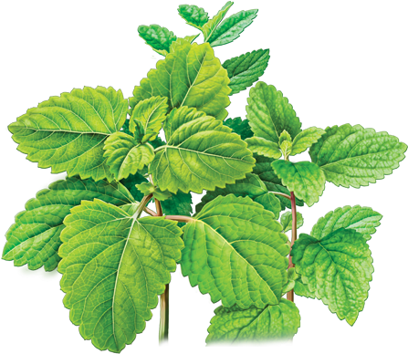 Graphic Library Cloud Rooftop Farm Out In The Garden - Lemon Balm Botanical Drawing (479x500), Png Download