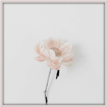 [ Quick Reply ] - Garden Roses (500x371), Png Download