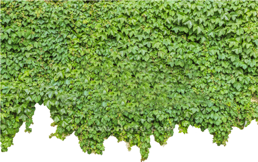 Download Ivy Wall Png - Green Wall Png - Full Size PNG Image - PNGkit