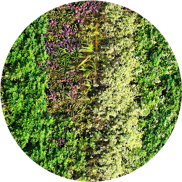 Green Wall Design - Green Wall (613x611), Png Download
