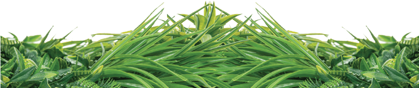 Natrahedge® Living Wall Can Bring The Abundant Yet - Sweet Grass (862x196), Png Download