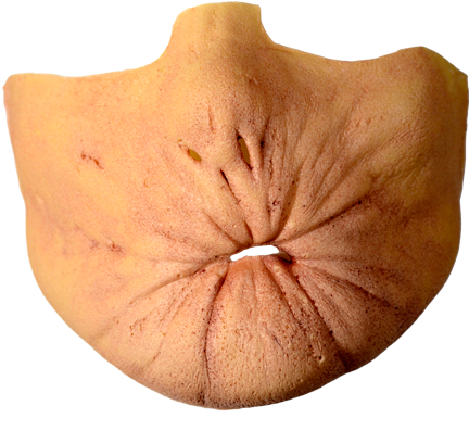 Arseface Mask (436x639), Png Download