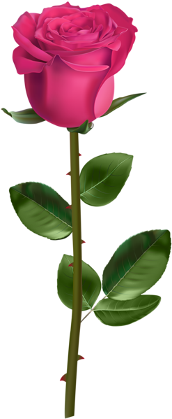 Rose Png - Long Stem Pink Rose Transparent (261x600), Png Download