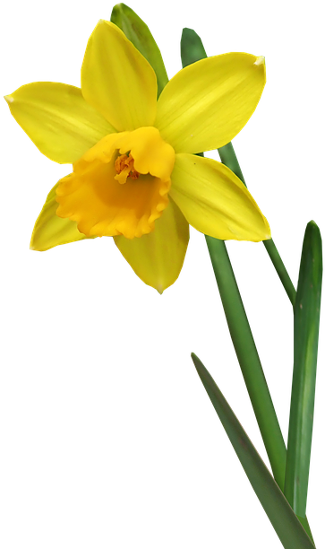 Daffodil (398x640), Png Download