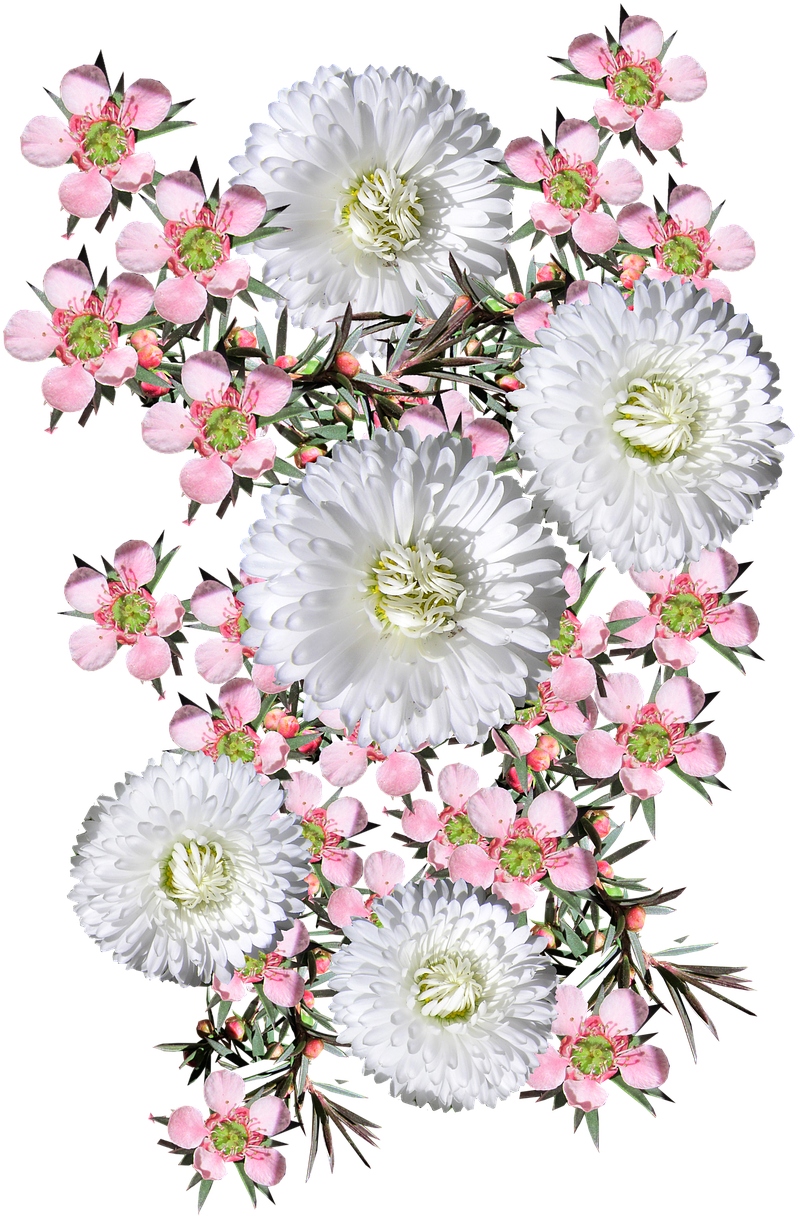 Pink Tea Tree White Daisies - Transparent Flowers Tumblr Native Bouquet (958x1280), Png Download