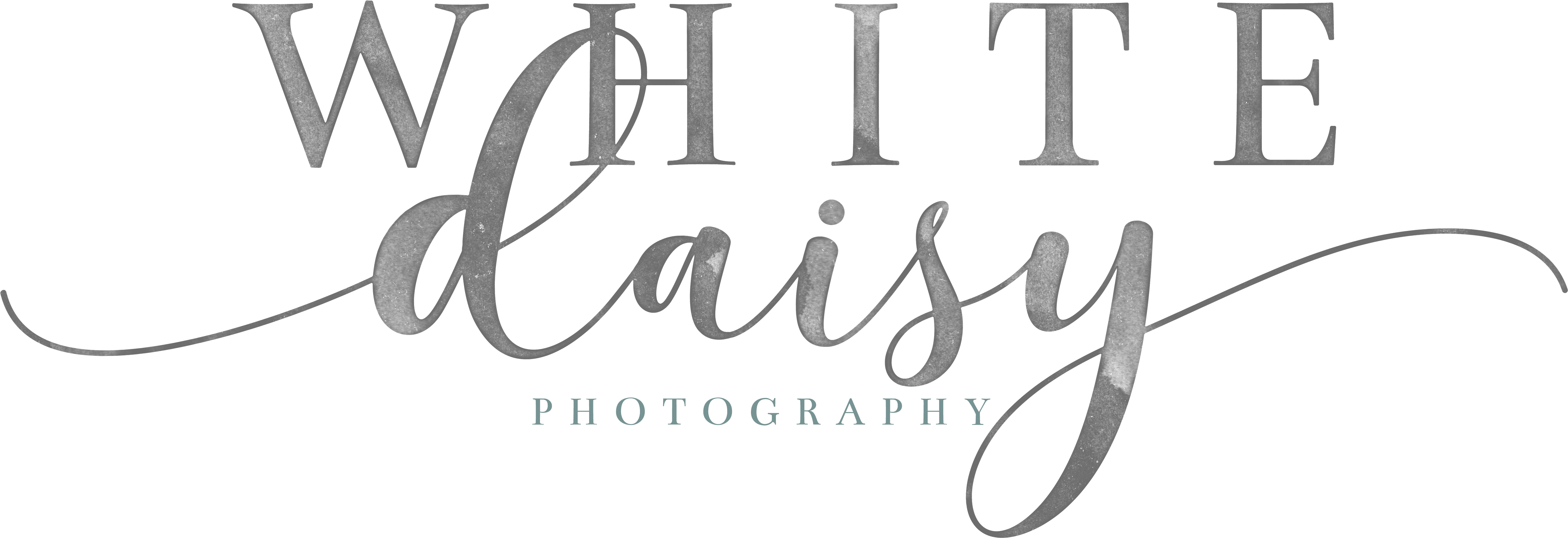 White Daisy Photography - Calligraphy (6000x2071), Png Download