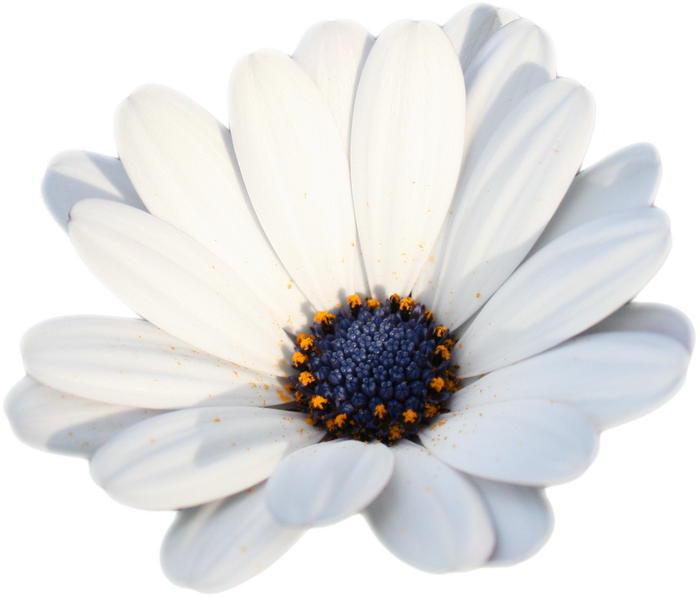 Camomile Png Hd Photo - Chamomile (700x597), Png Download