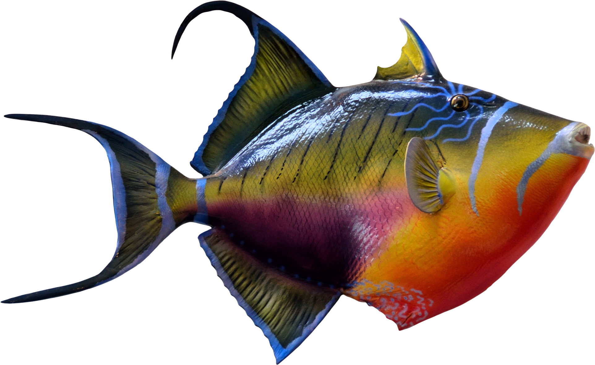 Colorful Fish Png Transparent Image - Transparent Background Fish Png (500x342), Png Download