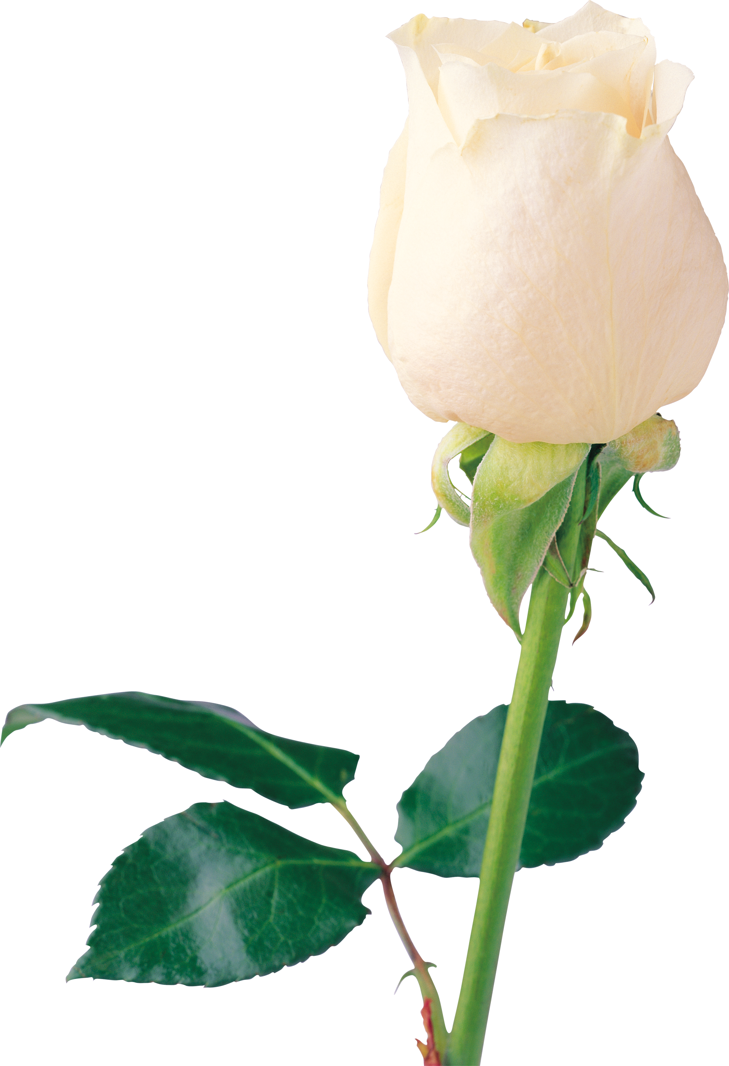 White Rose Png Image, Flower White Rose Png Picture - White Rose Png (2384x3486), Png Download