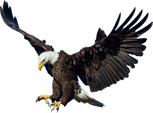 Eagle Png (500x371), Png Download