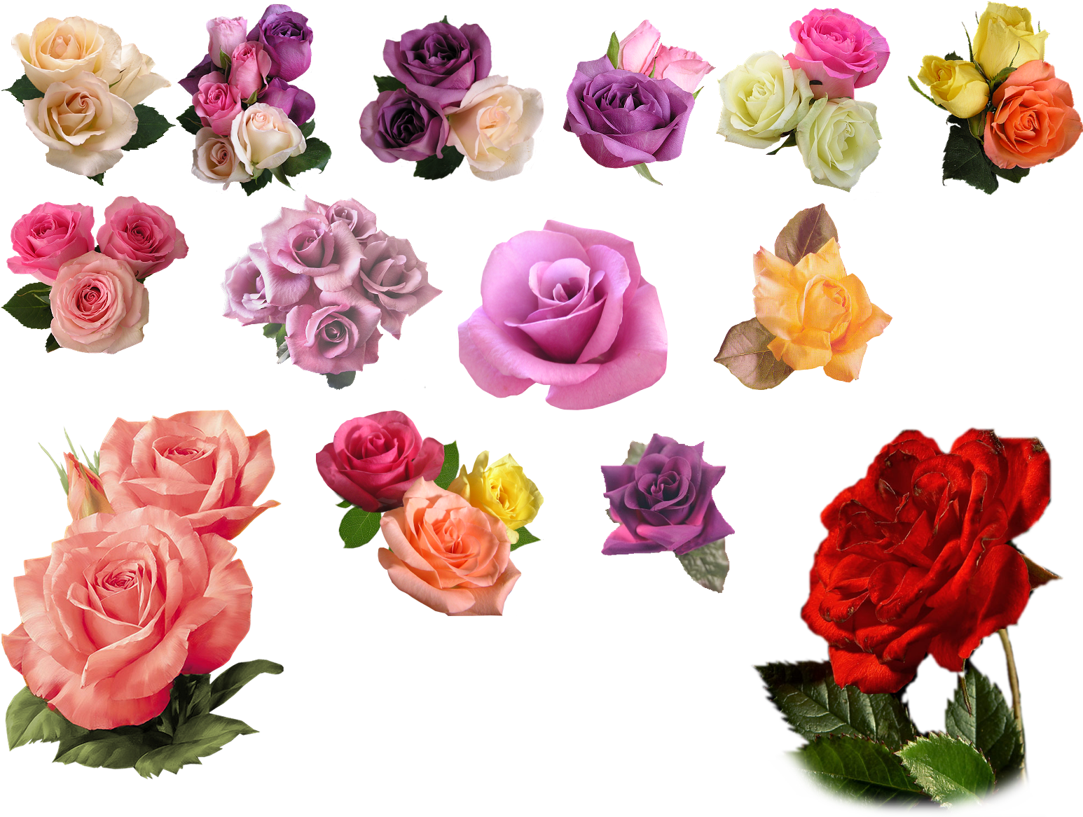 Rose Png Image 13 - Different Color Roses Png (1600x1200), Png Download
