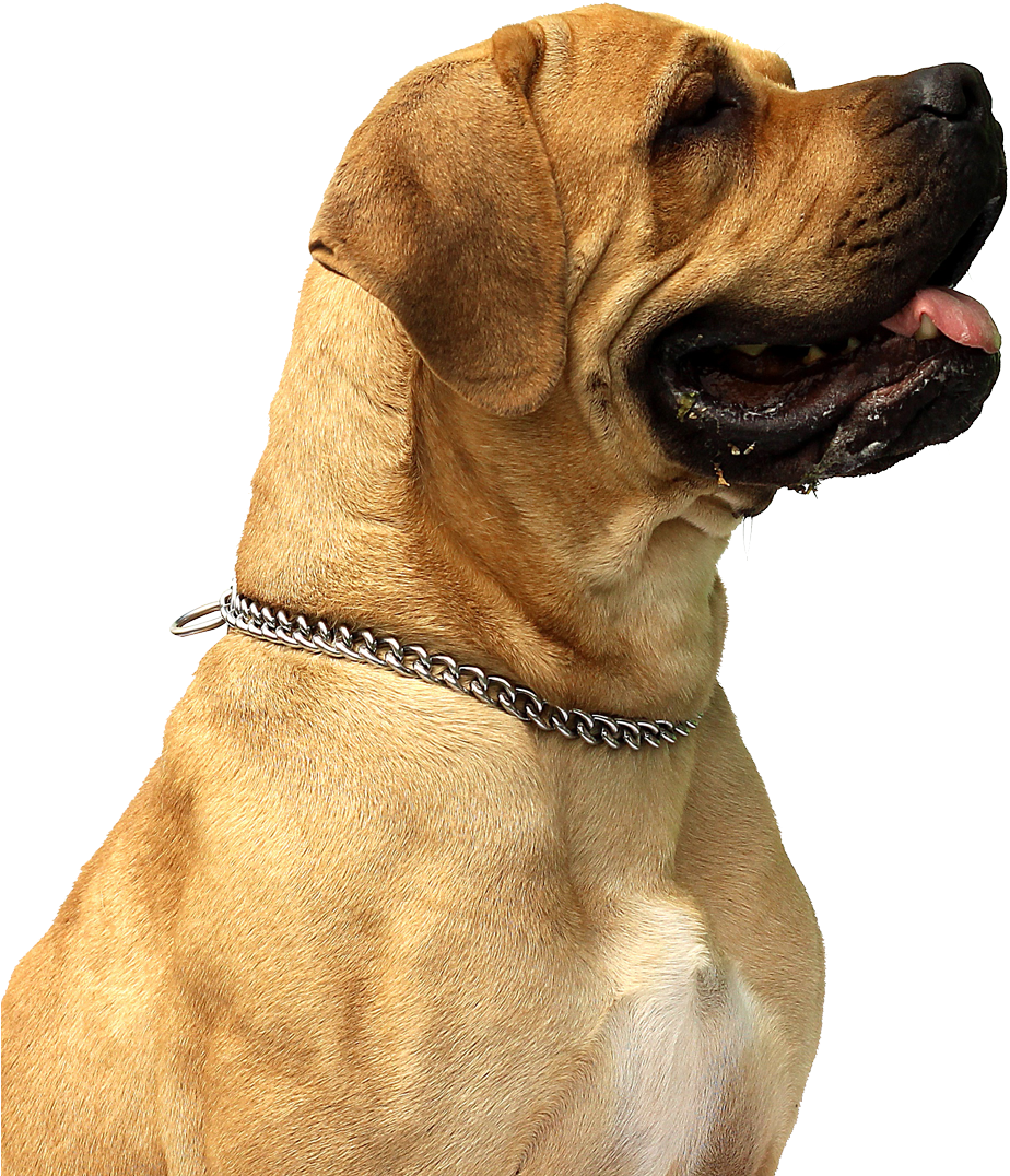 Dog Png (480x482), Png Download