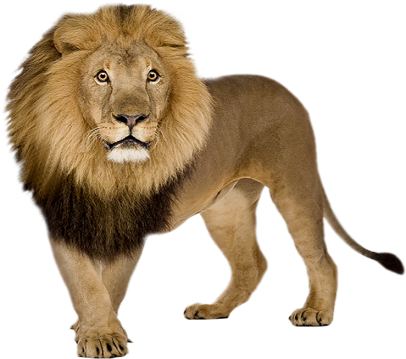 Picsart Lover - Lion Png (588x565), Png Download
